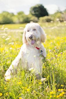 Happy Dog in the Garden - Free Stock Photo