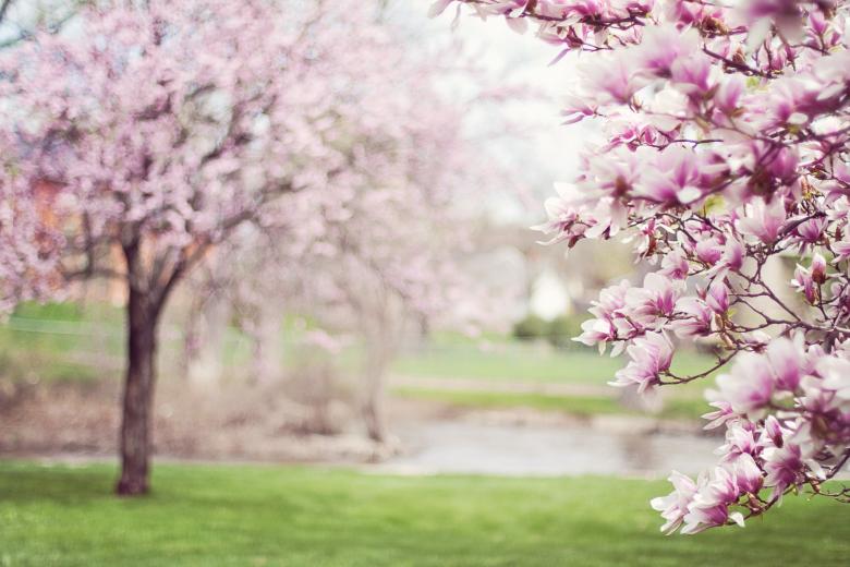 Free stock image of Magnolia Trees created by Pixabay