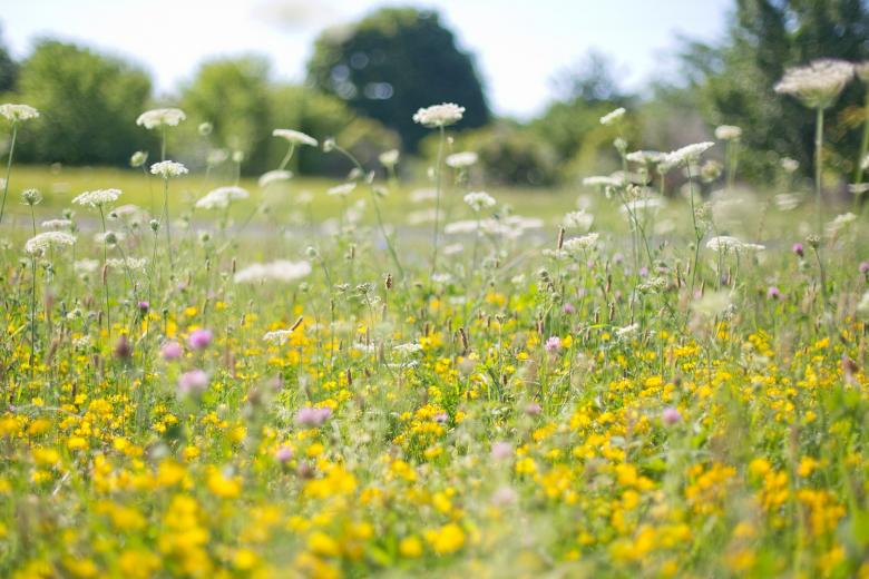 Free stock image of Wild Flowers created by Pixabay