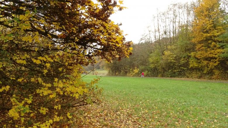 Free stock image of Autumn Nature in Luxembourg created by Roman Tikhonov