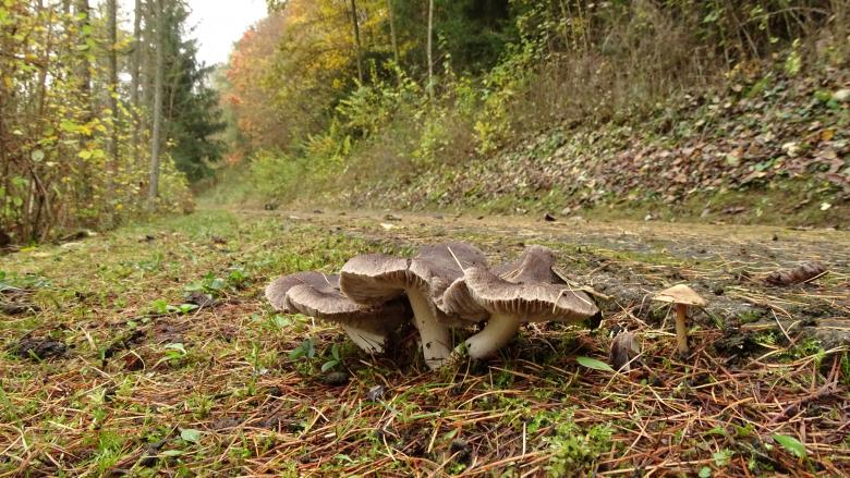 Free stock image of Wild Mushrooms created by Roman Tikhonov