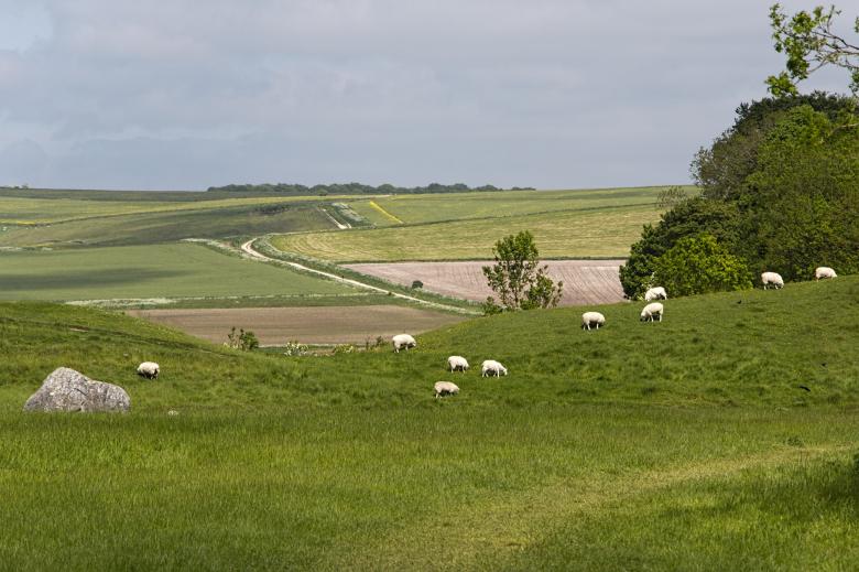 Free stock image of Flock of Sheep Grazing created by Geoffrey Whiteway