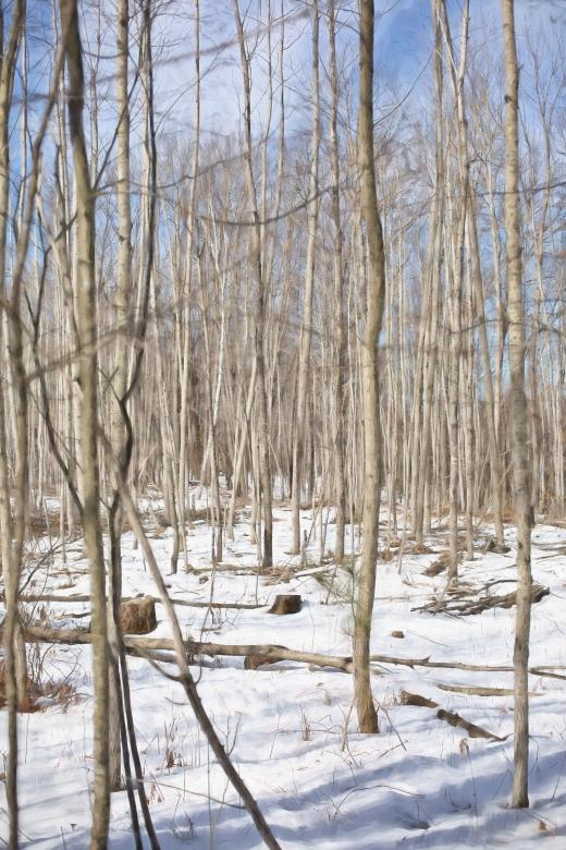 Free stock image of Birch Trees created by Pixabay