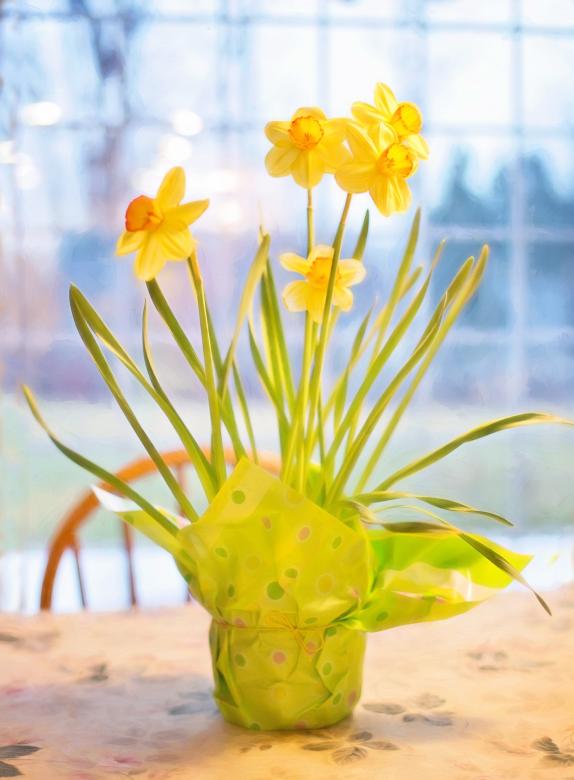 Free stock image of Fresh Daffodils created by Pixabay