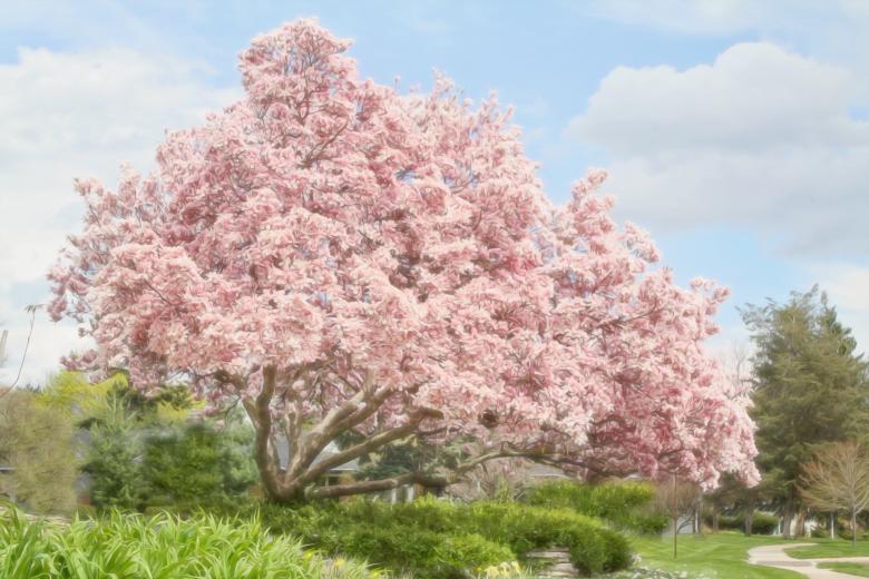 Free stock image of Magnolia Tree created by Pixabay