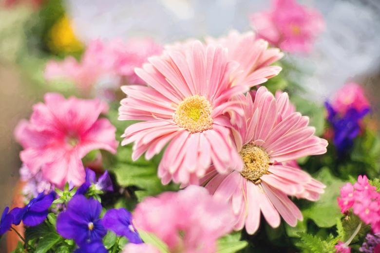 Free stock image of Pink Spring Flowers created by Pixabay