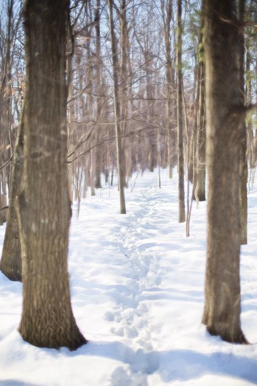 Free stock image of Woods in Winter created by Pixabay