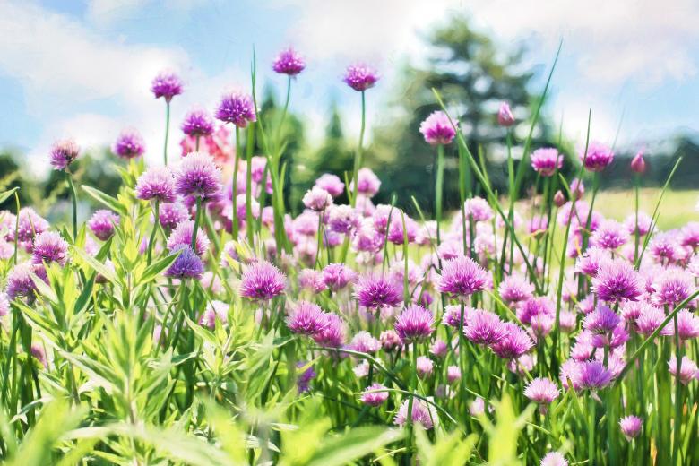 Free stock image of Fresh Chives created by Pixabay