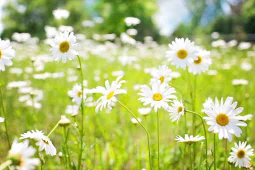 Free Stock Photo of Daisies in the Garden
