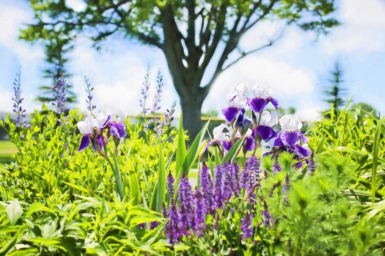 Free stock image of Iris in the Garden created by Pixabay