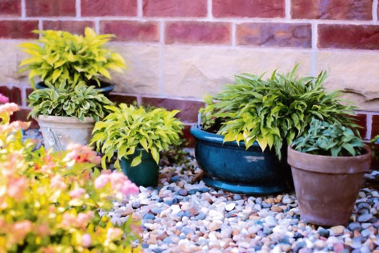 Free stock image of Plants in the Pots created by Pixabay