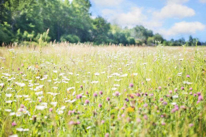 Free stock image of Flower Field created by Pixabay