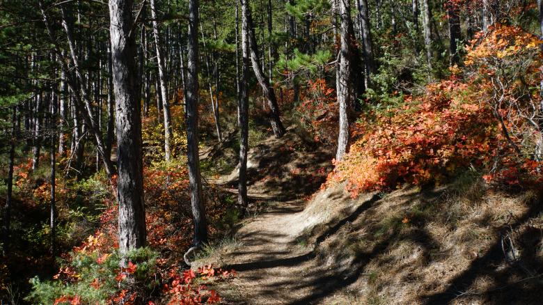 Free stock image of Into the Wild created by hug claude