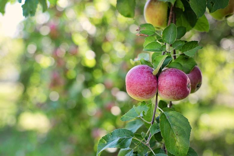 Free stock image of Apples on the Tree created by Pixabay
