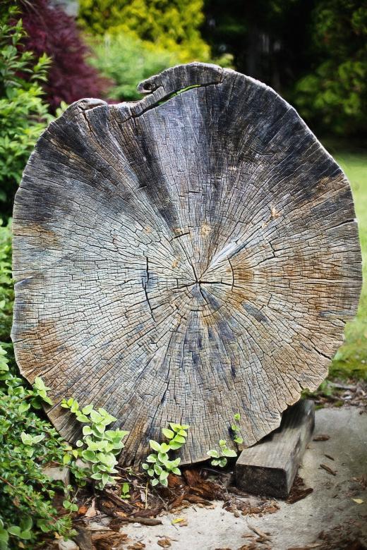 Free stock image of Old Tree created by Pixabay