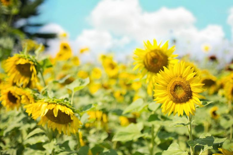 Free stock image of Sunflower Field created by Pixabay