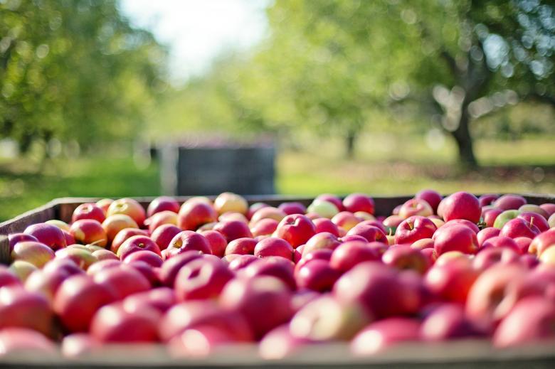 Free stock image of Bunch of Apples created by Pixabay