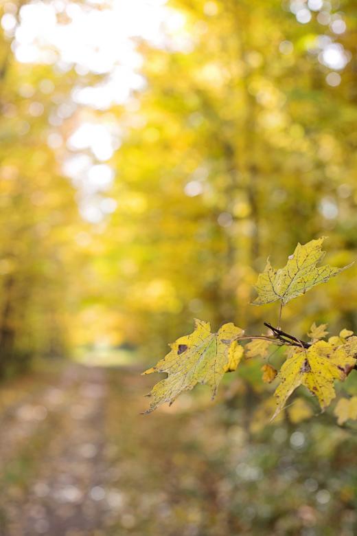 Free stock image of Dry Leaves created by Pixabay