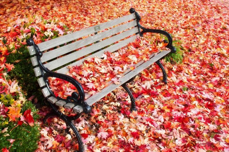 Free stock image of In Autumn created by Pixabay