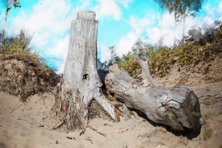 Free stock image of Drift Wood created by Pixabay