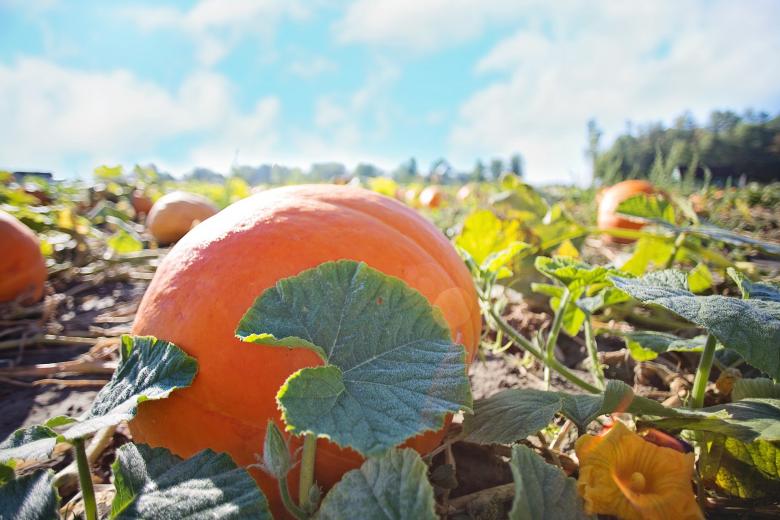 Free stock image of Bunch of Pumpkins created by Pixabay