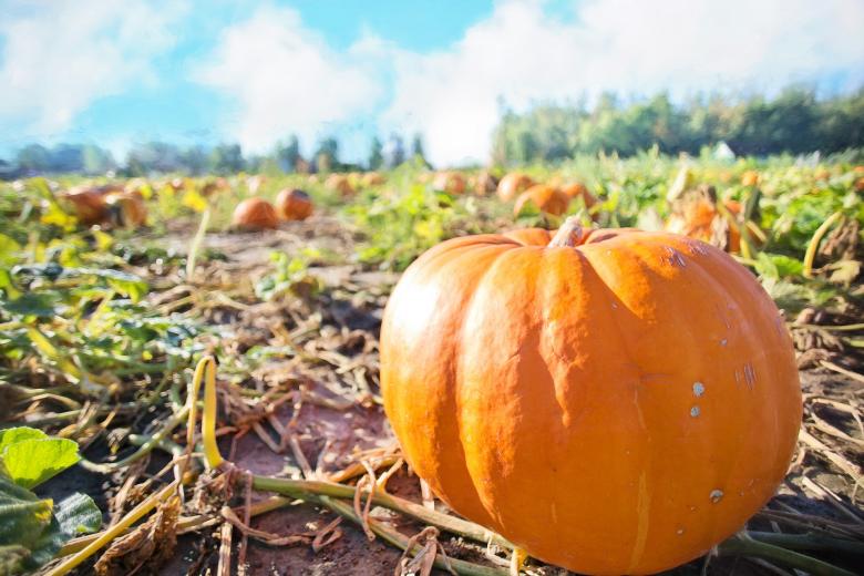 Free stock image of Giant Pumpkin created by Pixabay