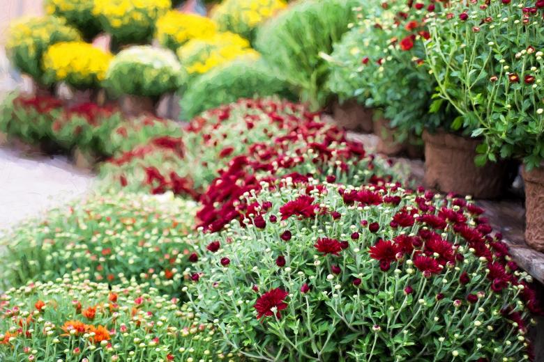 Free stock image of Mum Flowers created by Pixabay