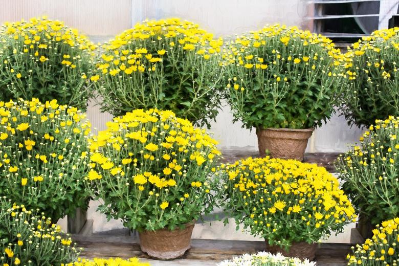 Free stock image of Fresh Mums created by Pixabay