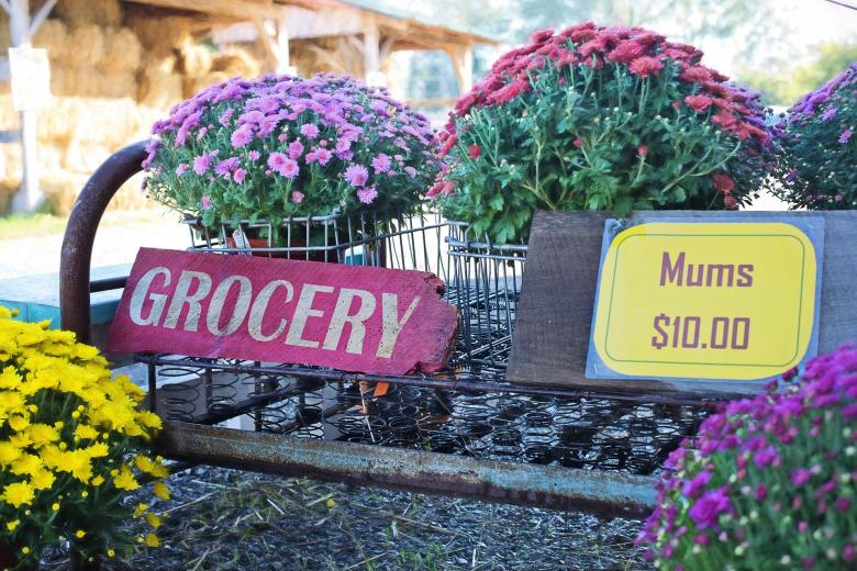 Free stock image of Mums created by Pixabay