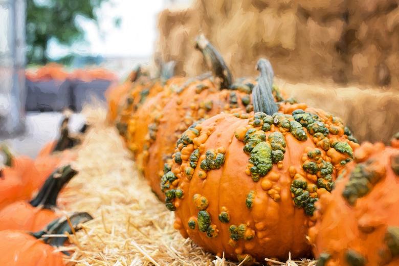 Free stock image of Pumpkin Closeup created by Pixabay