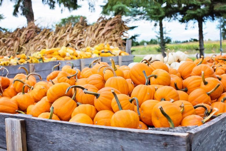 Free stock image of Fresh Pumpkins created by Pixabay