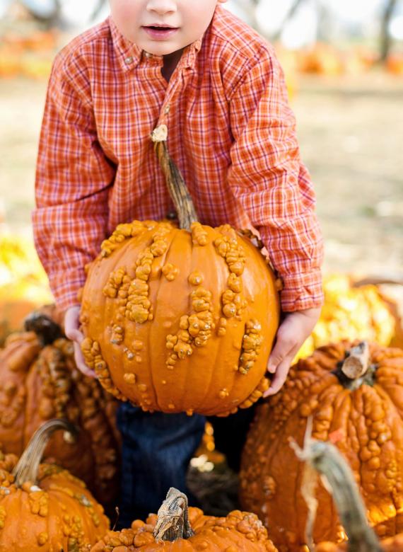 Free stock image of Holding a Pumpkin created by Pixabay