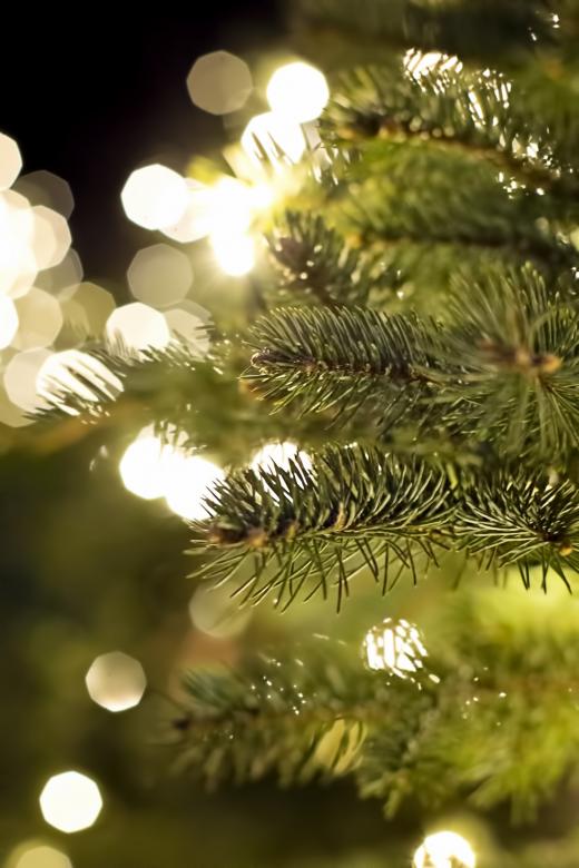 Free stock image of Pine Branch created by Pixabay