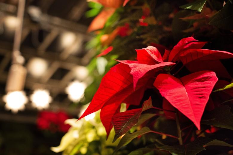 Free stock image of Poinsettia Tree created by Pixabay