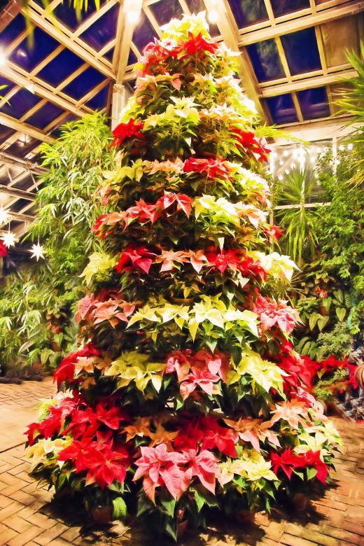 Free stock image of Poinsettia Tree created by Pixabay