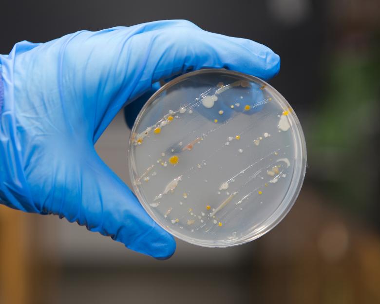 Free stock image of Bacteria on an agar plate created by Geoffrey Whiteway