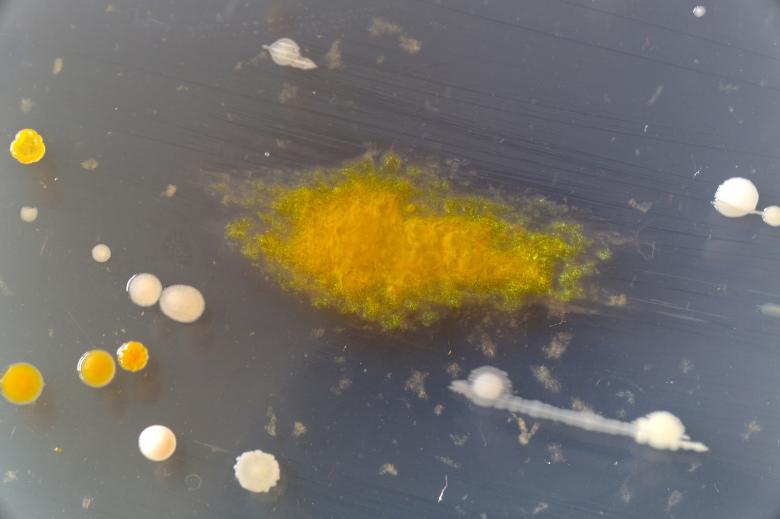 Free stock image of Bacteria growing on a perti dish. created by Geoffrey Whiteway