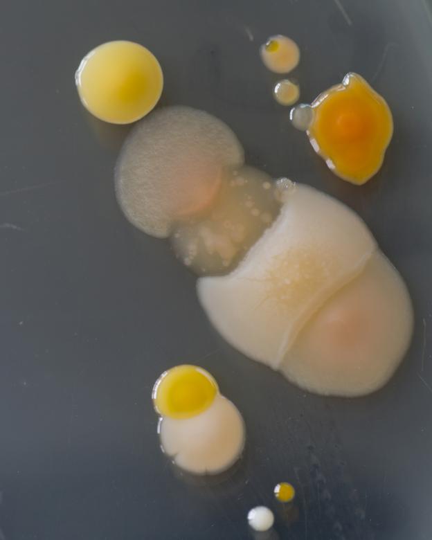 Free stock image of Bacteria growing on a Perti dish created by Geoffrey Whiteway