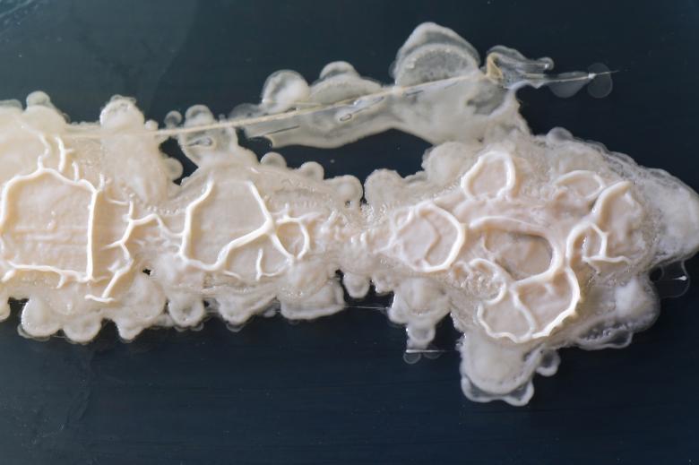 Free stock image of White bacteria growing on a perti dish created by Geoffrey Whiteway