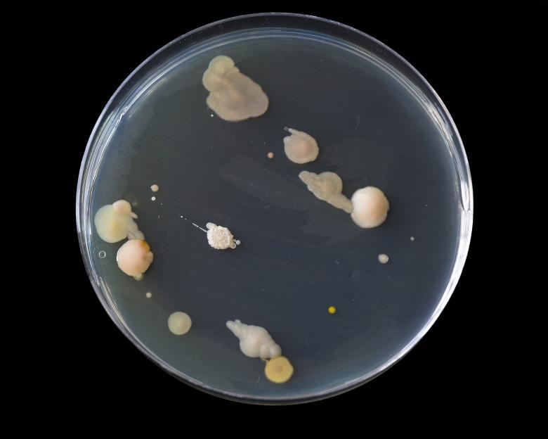 Free stock image of Bacteria Growing created by Geoffrey Whiteway
