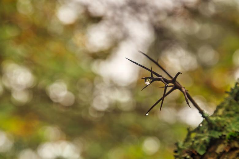 Free stock image of Bokeh Tree Thorns - HDR created by Nicolas Raymond