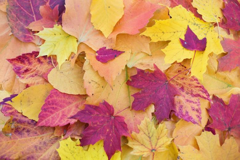 Free stock image of Autumn Leaves created by Pixabay