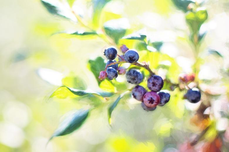 Free stock image of Blueberries on the Tree created by Pixabay