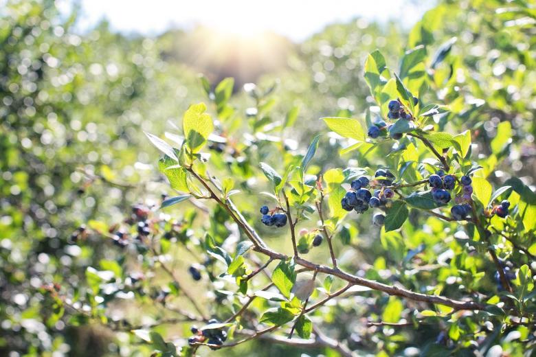 Free stock image of Wild Blueberries created by Pixabay