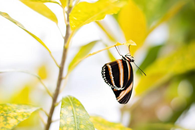 Free stock image of Butterfly on the Leave created by Pixabay