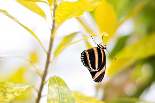 Free Stock Photo of Butterfly on the Leave
