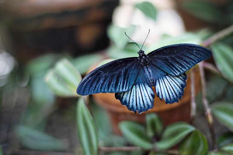 Free stock image of Macro Butterfly created by Pixabay