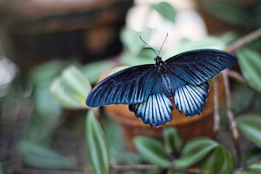 Free Stock Photo of Macro Butterfly