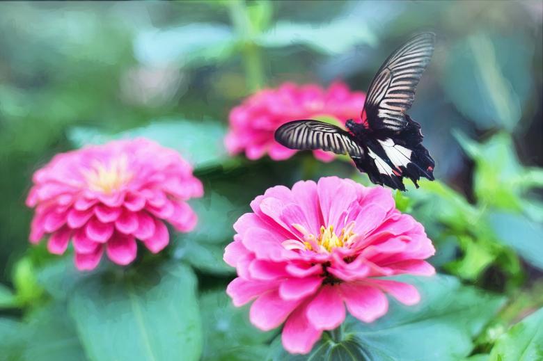 Free stock image of Butterfly in the Garden created by Pixabay