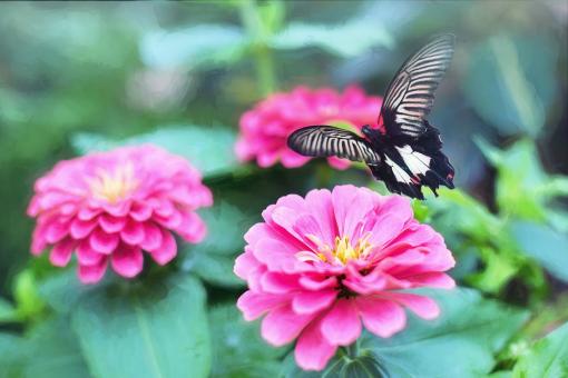 Free Stock Photo of Butterfly in the Garden